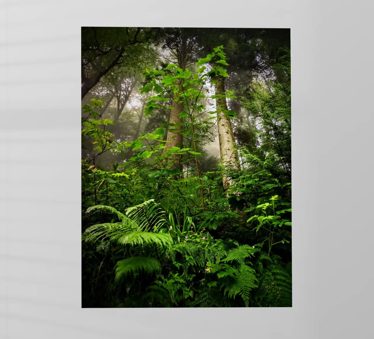 Forest #01: Emerald Canopy - Misty Forest Serenity pellicola backlit da zenitt