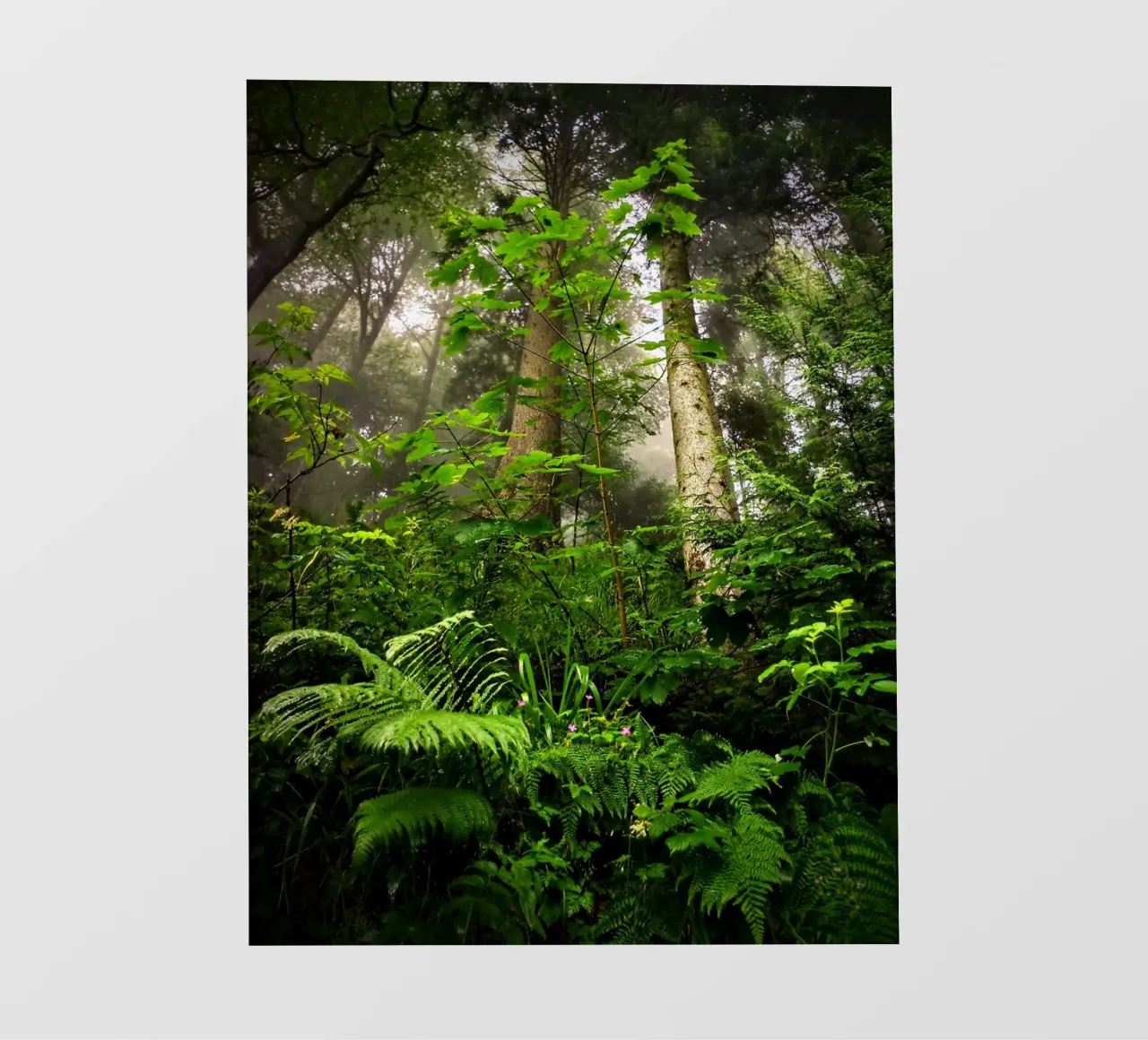 Forest #01: Emerald Canopy - Misty Forest Serenity pellicola backlit da zenitt