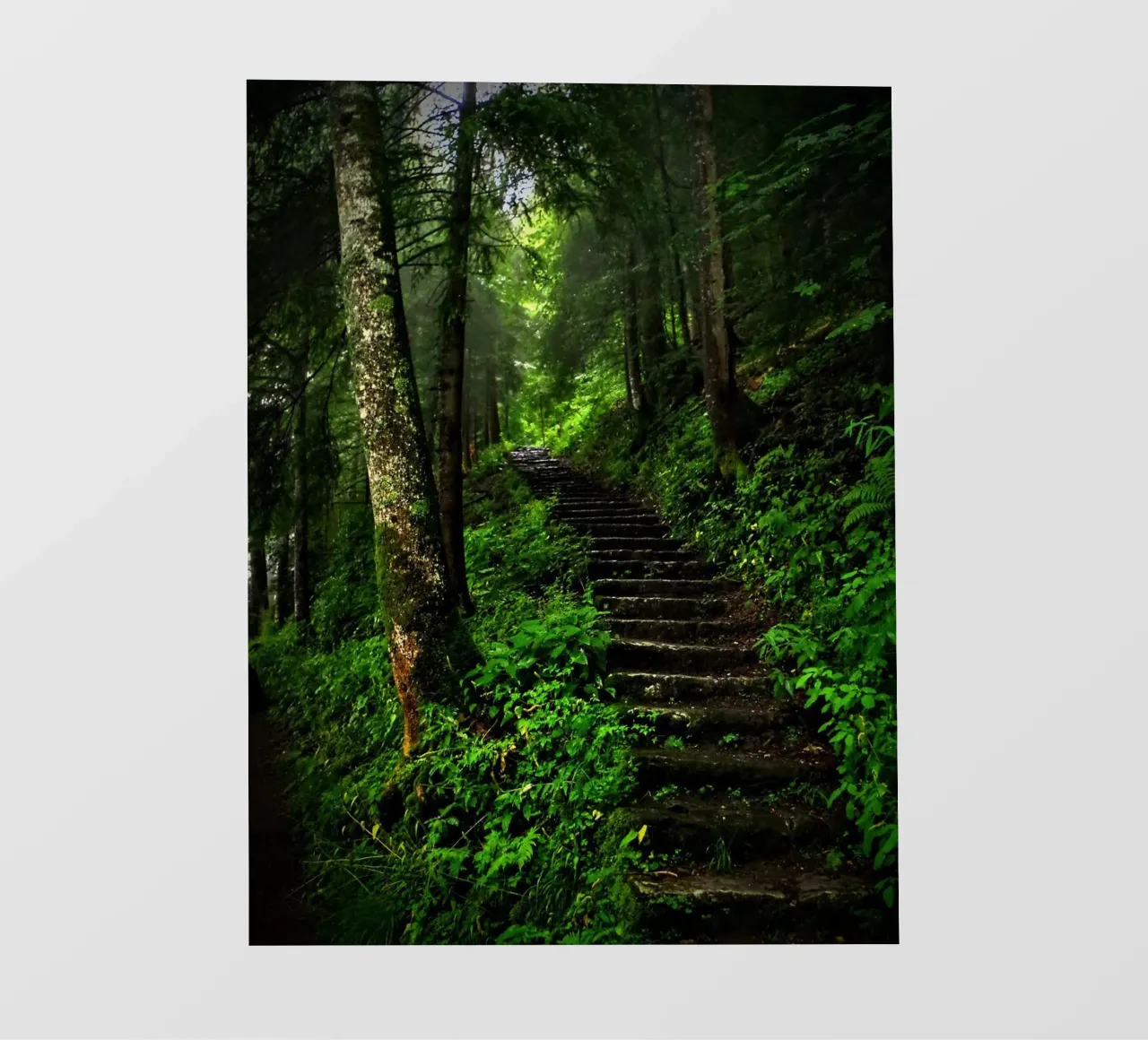 Forest #02: The Ascent - A Mossy Stairway pellicola backlit da zenitt