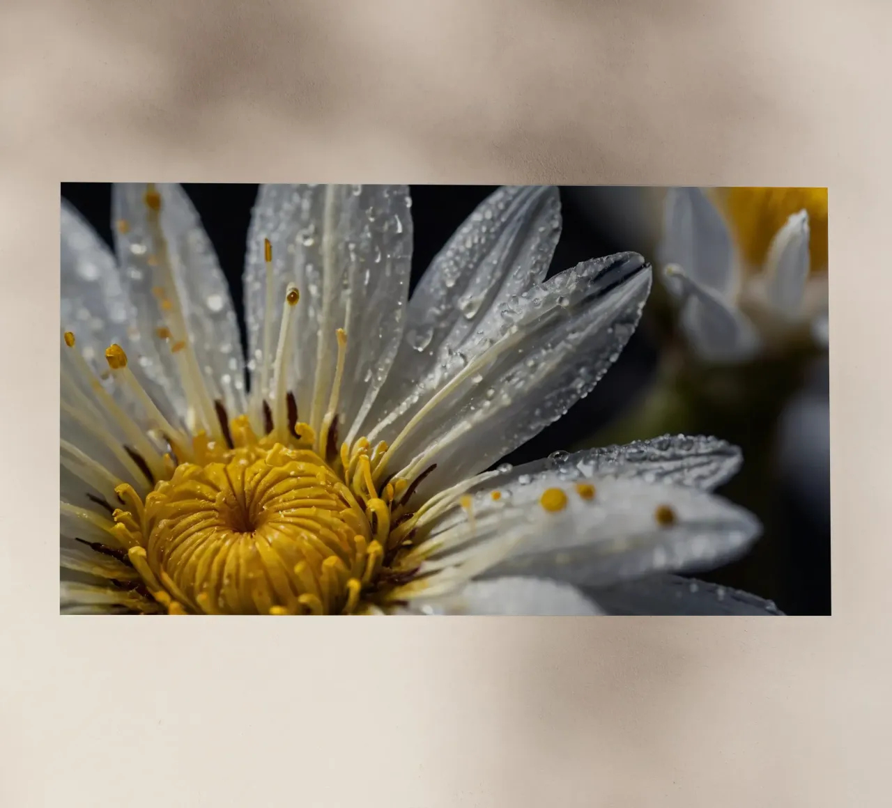 Close-up view of a water lily with dew drops on its petals backlit film by DesignDoodle