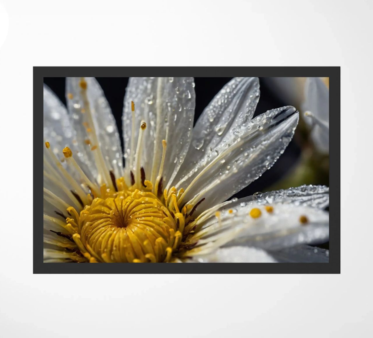 Vista ravvicinata di una ninfea con gocce di rugiada sui suoi petali zerbino da DesignDoodle