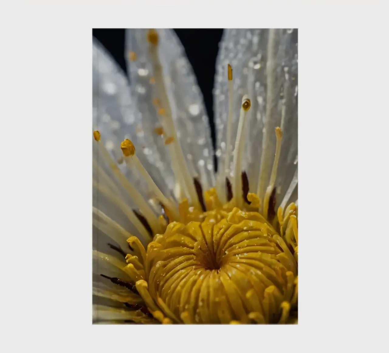 Close-up view of a water lily with dew drops on its petals notebook by DesignDoodle