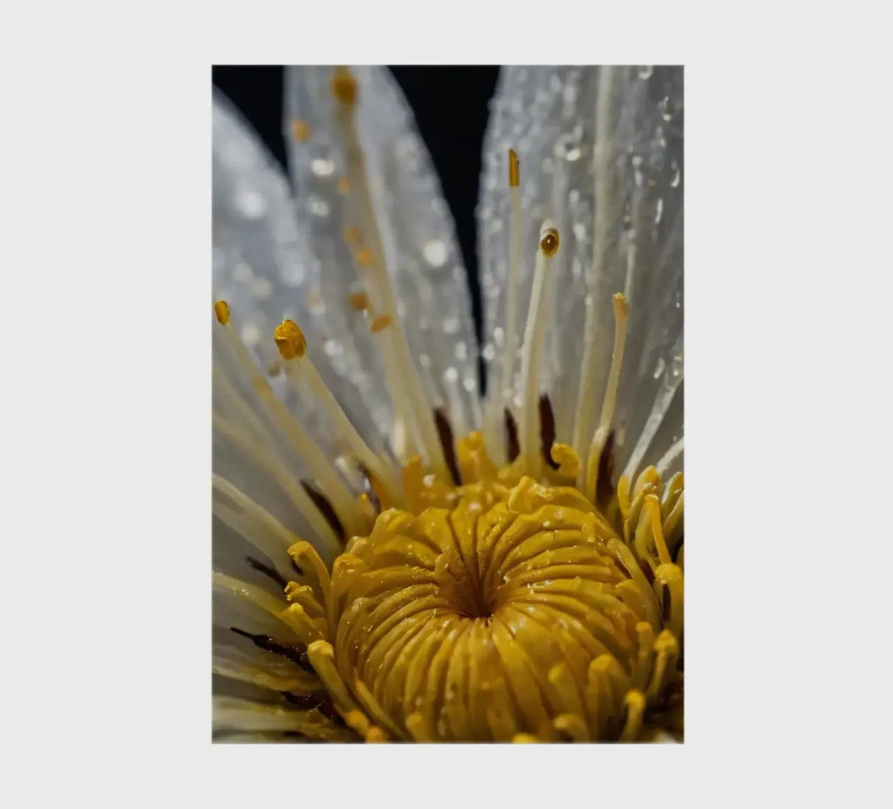 Close-up view of a water lily with dew drops on its petals notebook by DesignDoodle