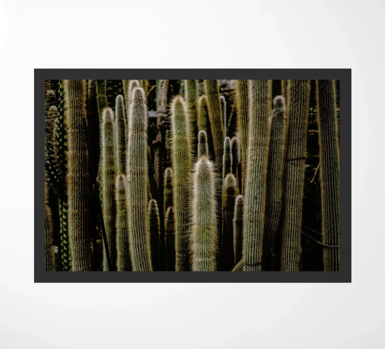 Sierras zerbino da Flora & Fauna