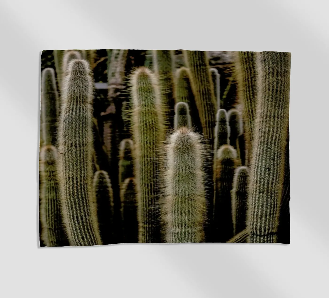 Sierras telo mare da Flora & Fauna