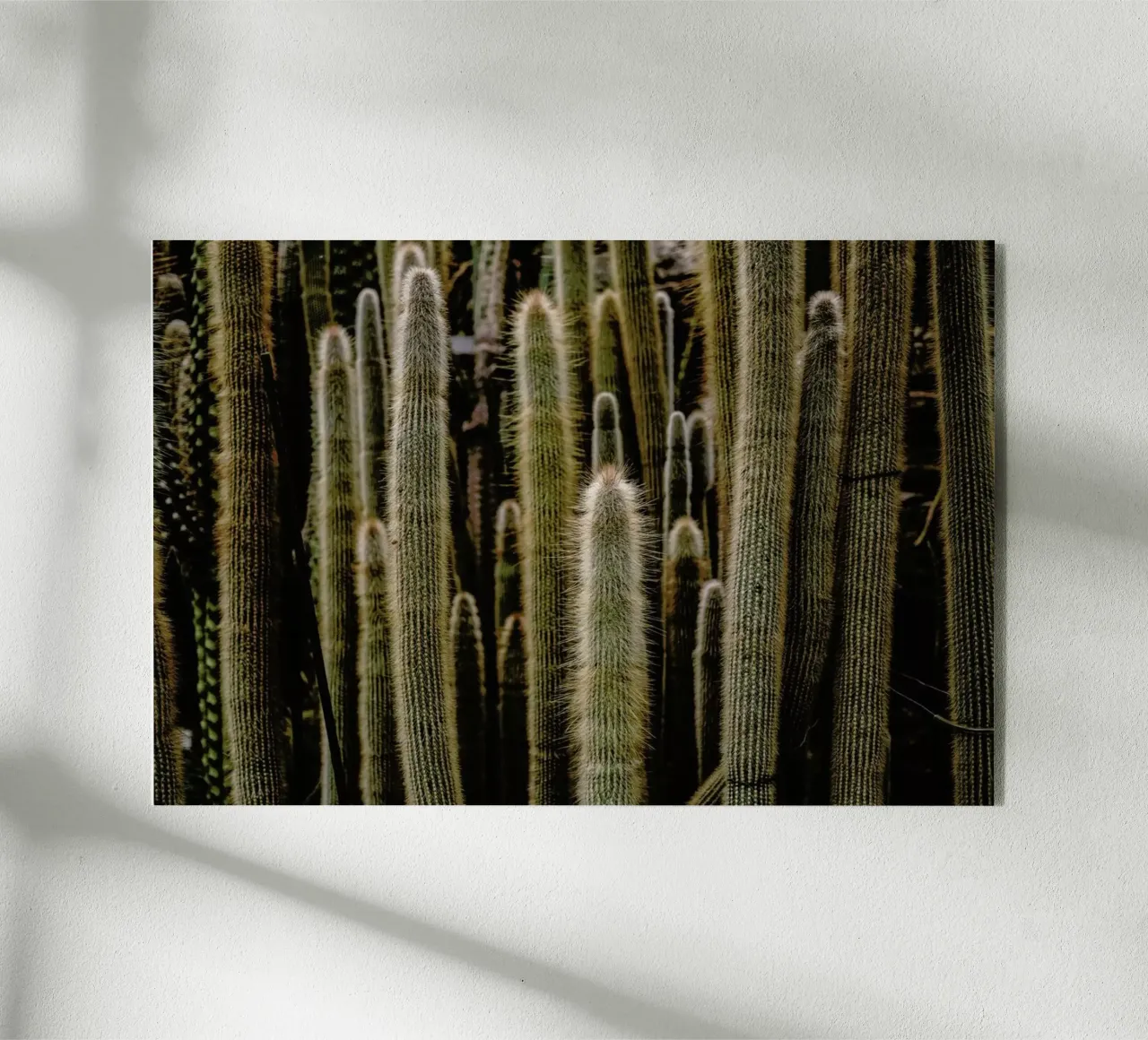 Sierras plexiglass da Flora & Fauna