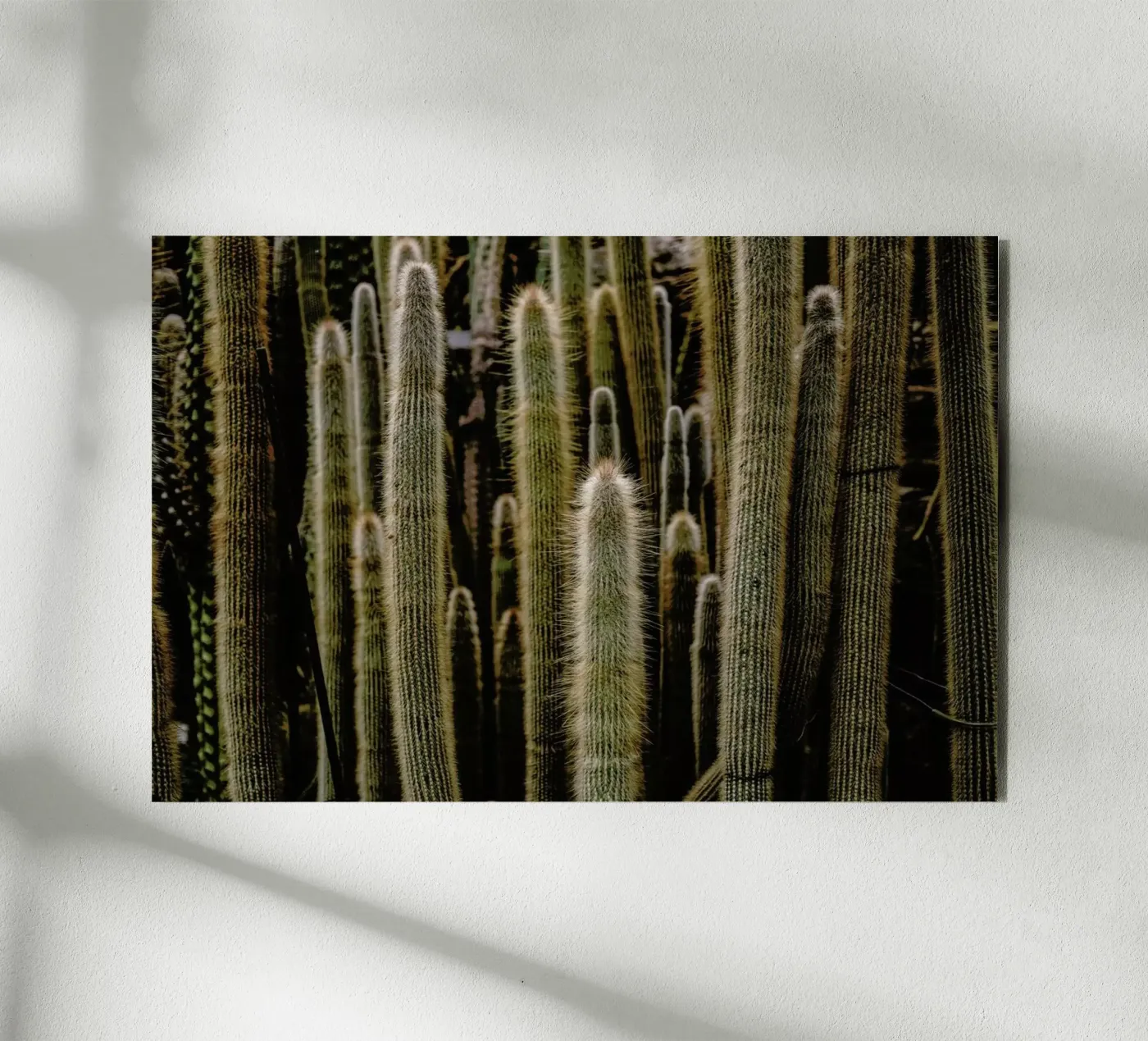 Sierras pannello forex da Flora & Fauna