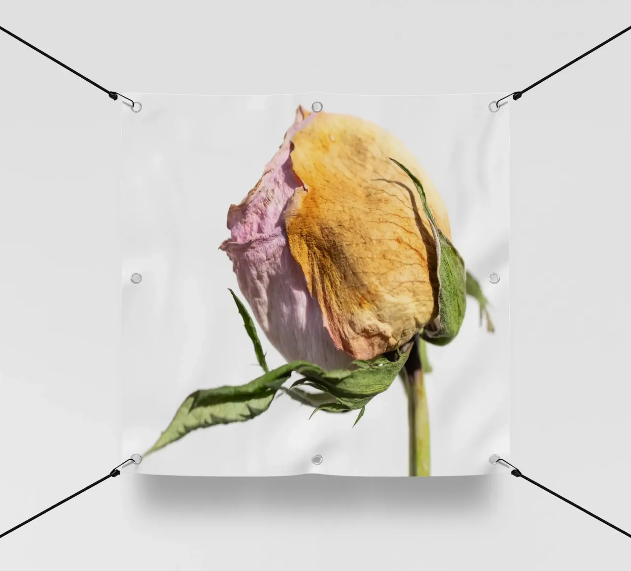 flora studies telo in pvc da rafael campezato