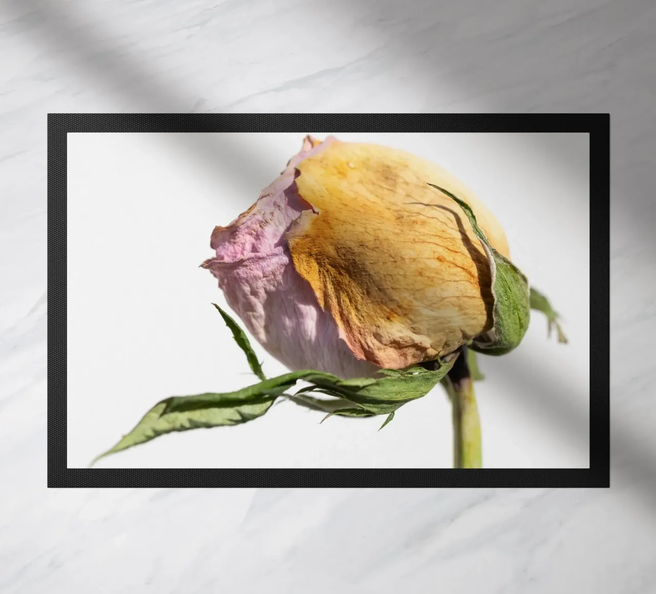 flora studies zerbino da rafael campezato