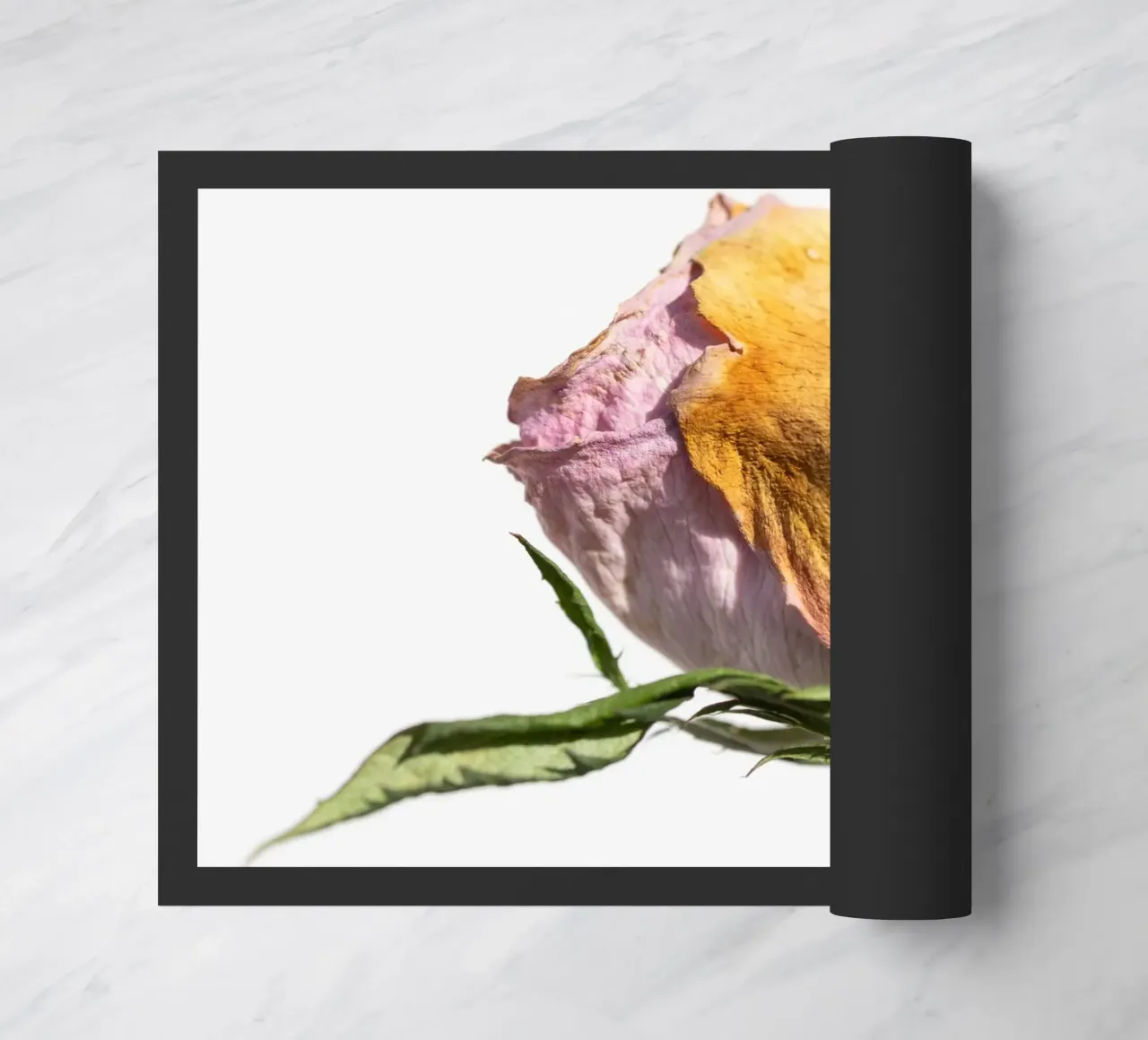 flora studies zerbino da rafael campezato