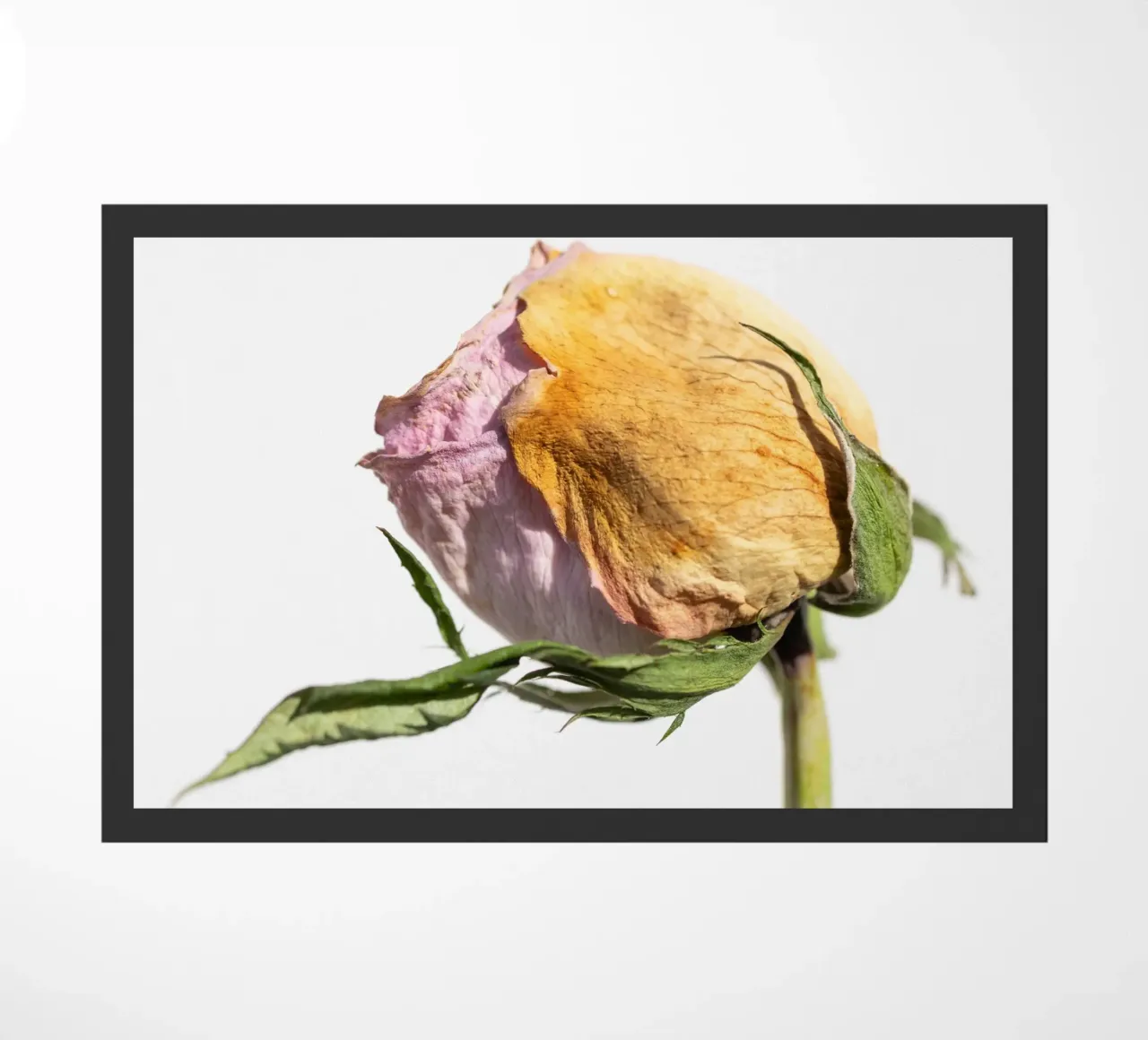 flora studies zerbino da rafael campezato