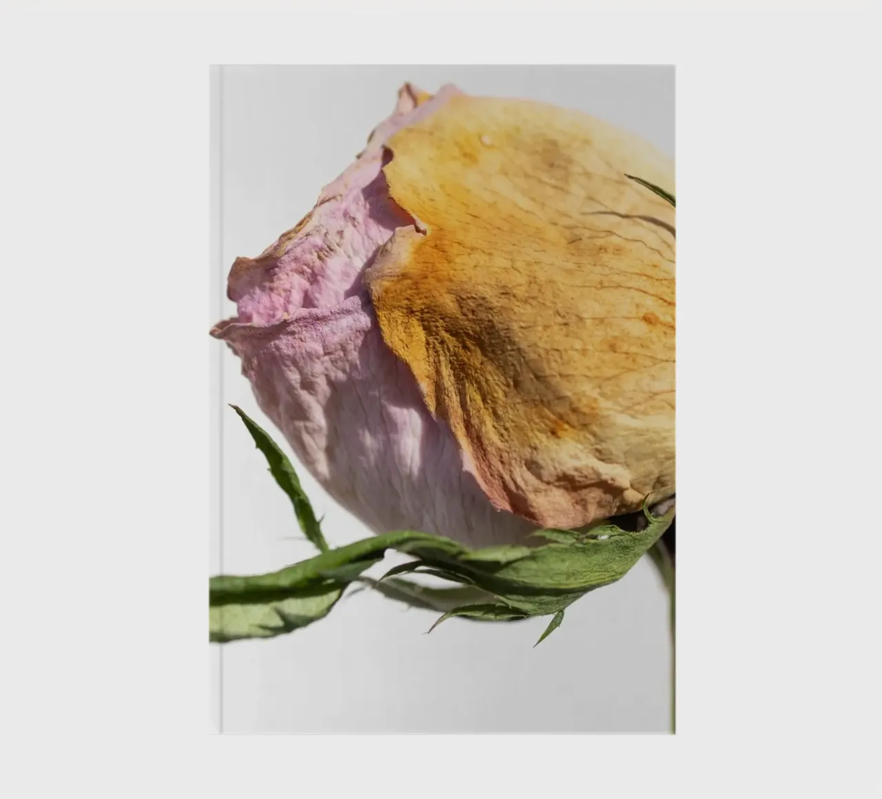 flora studies notebook by rafael campezato