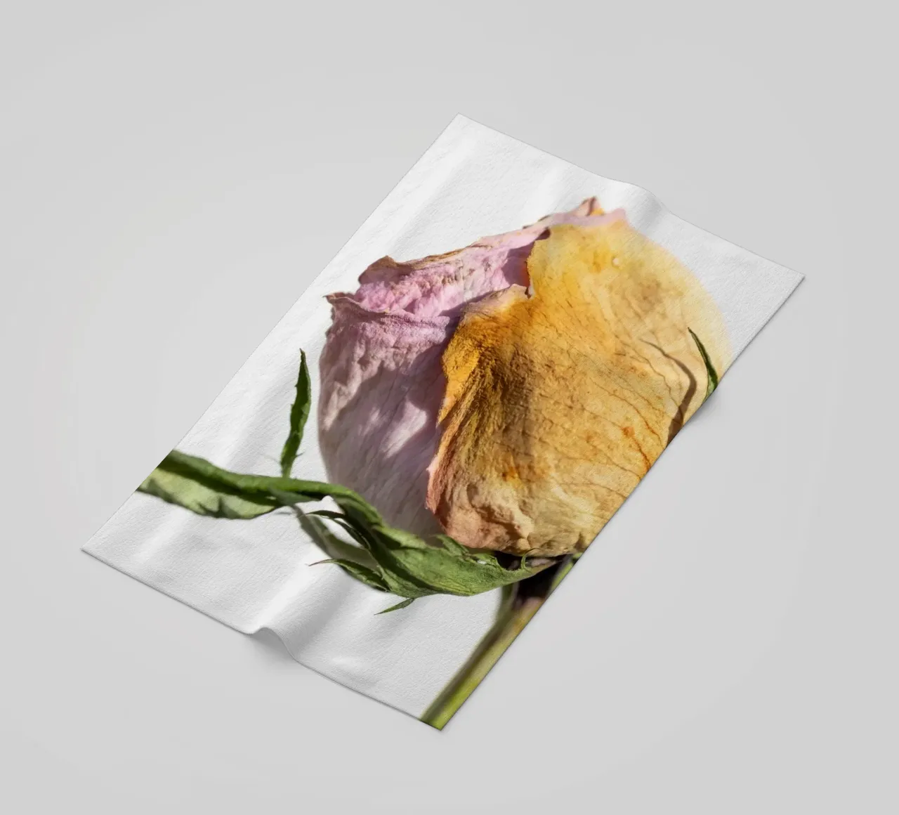 flora studies telo mare da rafael campezato