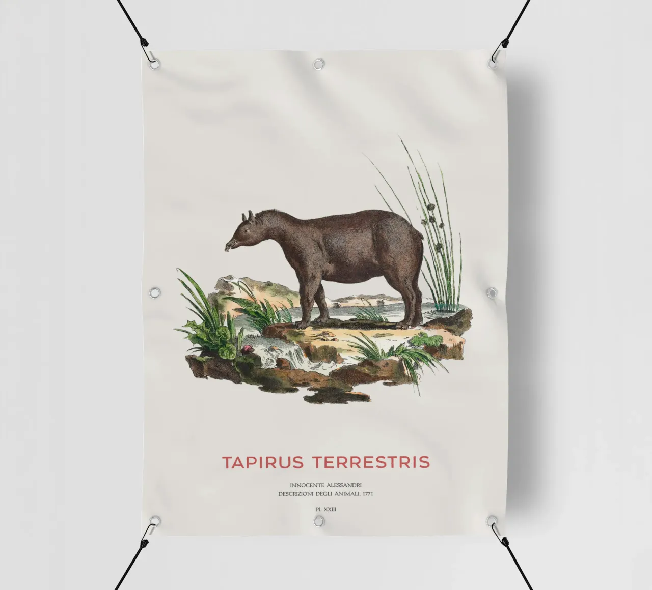 Südamerikanischer Tapir Zoologische Karte PVC Plane von Vintagrafica