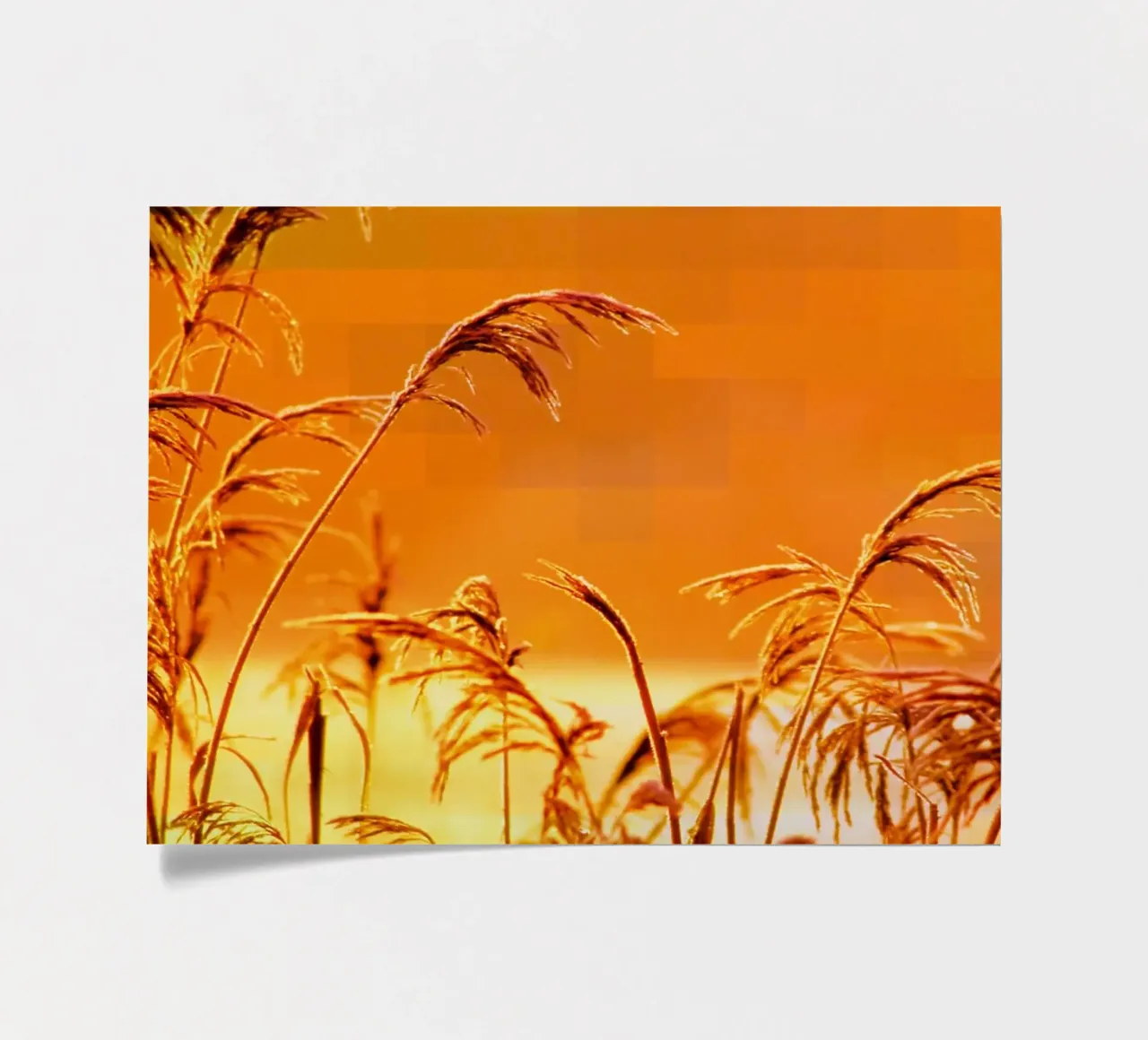 Goudkleurig riet tegen een oranje rechthoekige achtergrond stickervel van Something for you