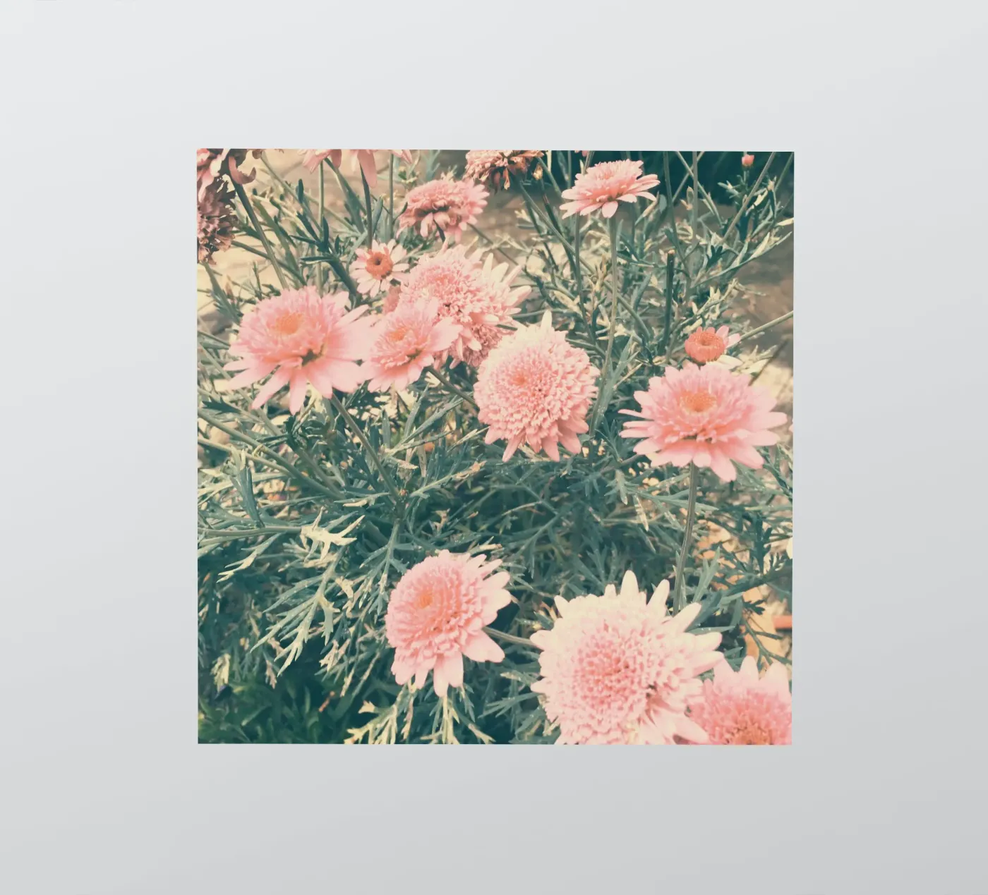 Juni sticker van Cassia Beck Photography