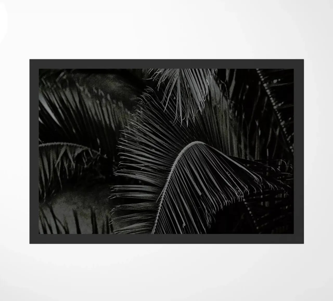 Palm zerbino da Picture On The Fridge