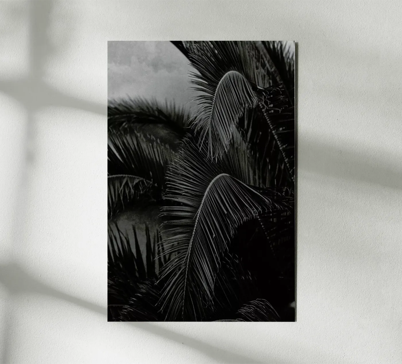 Palm alluminio dibond da Picture On The Fridge