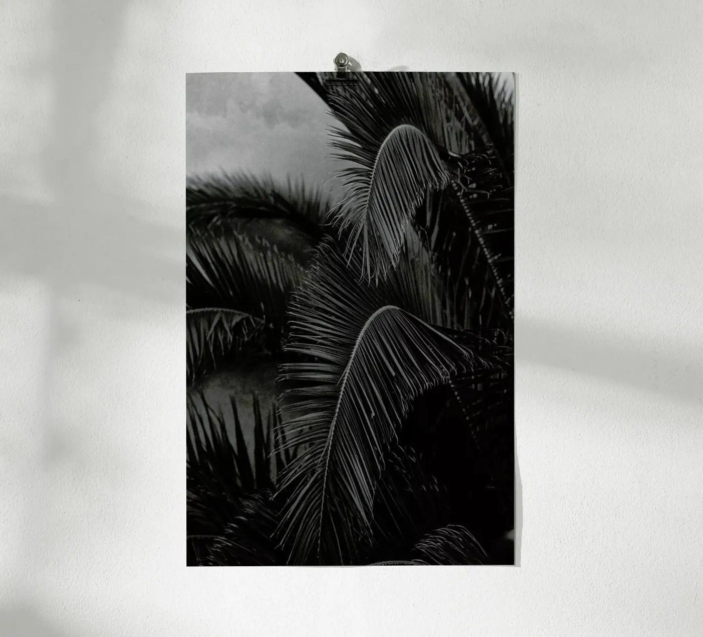 Palm poster by Picture On The Fridge