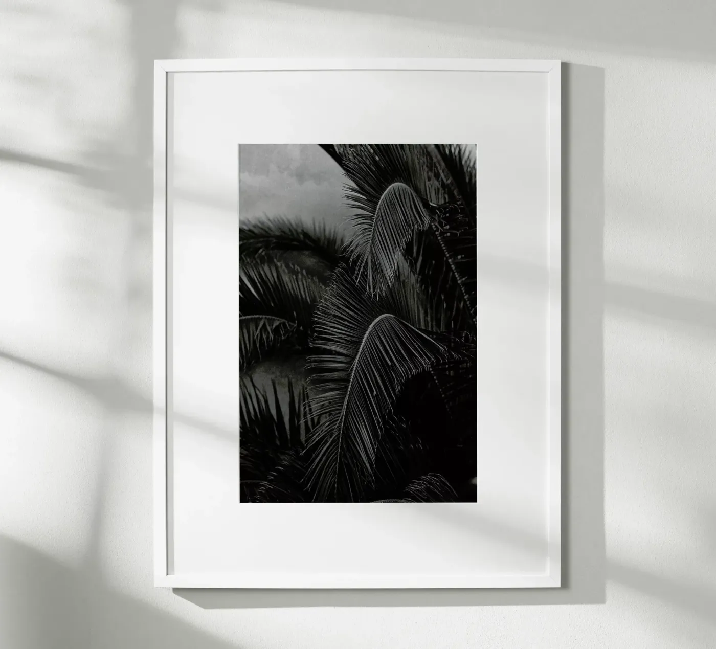 Palm poster by Picture On The Fridge