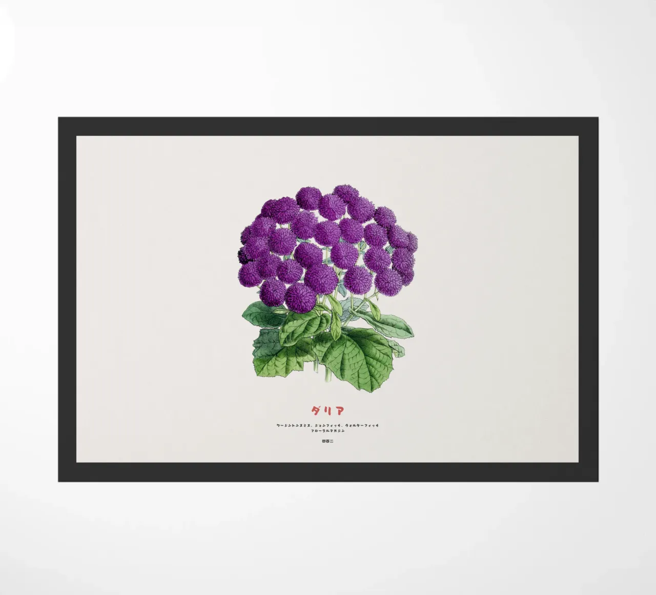 Un mazzo di fiori di dalia zerbino da Vintagrafica