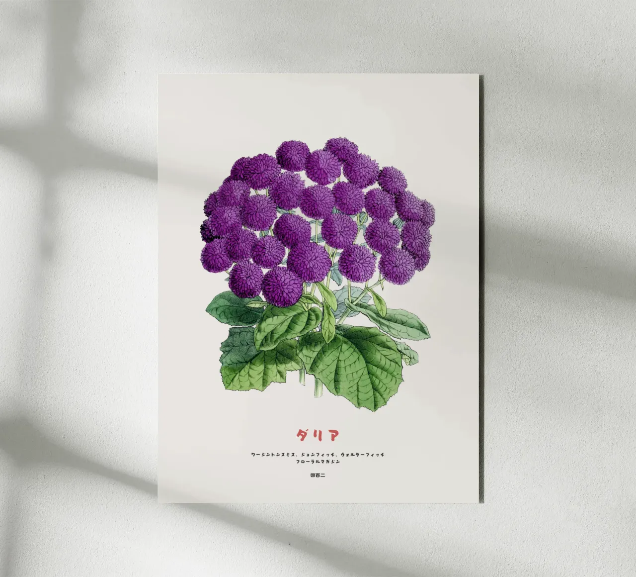 A Bunch of Dahlia Flowers alu-dibond by Vintagrafica