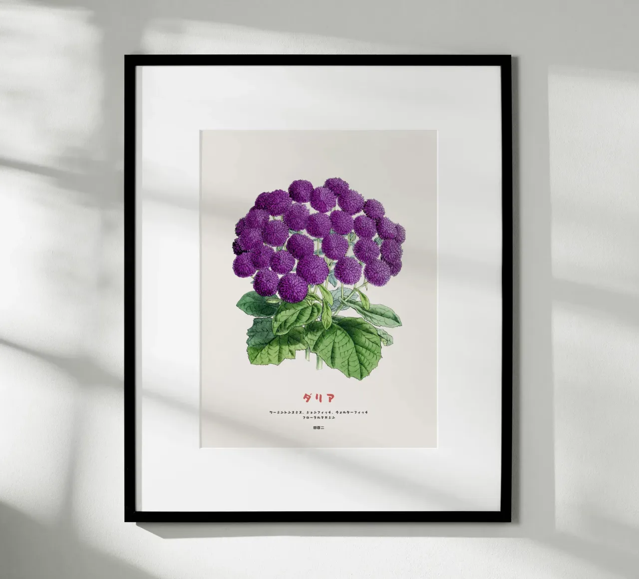Un mazzo di fiori di dalia carta hahnemühle da Vintagrafica