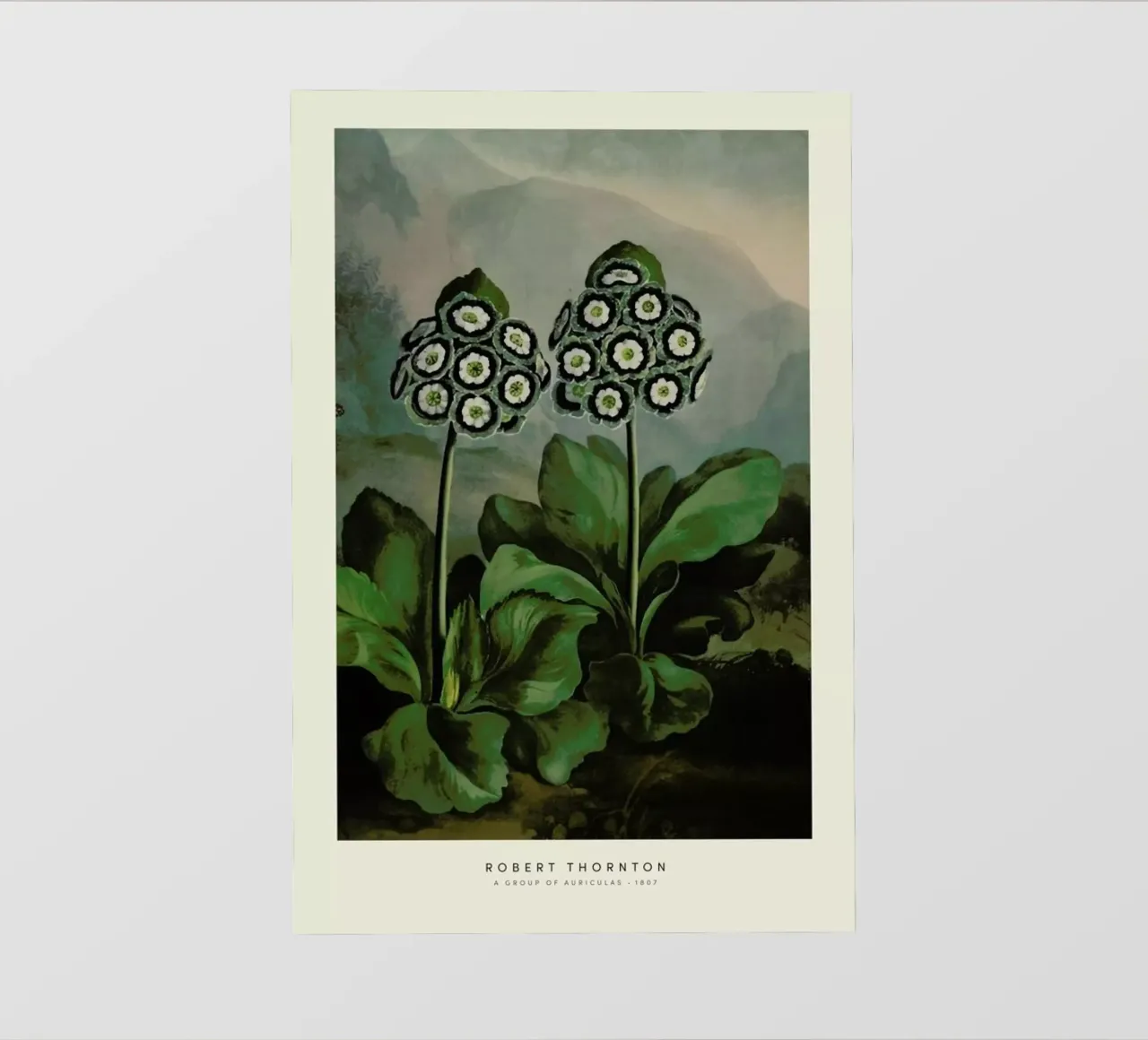 Thornton - A Group of Auriculas telo in pvc da Vintage by JUNIQE