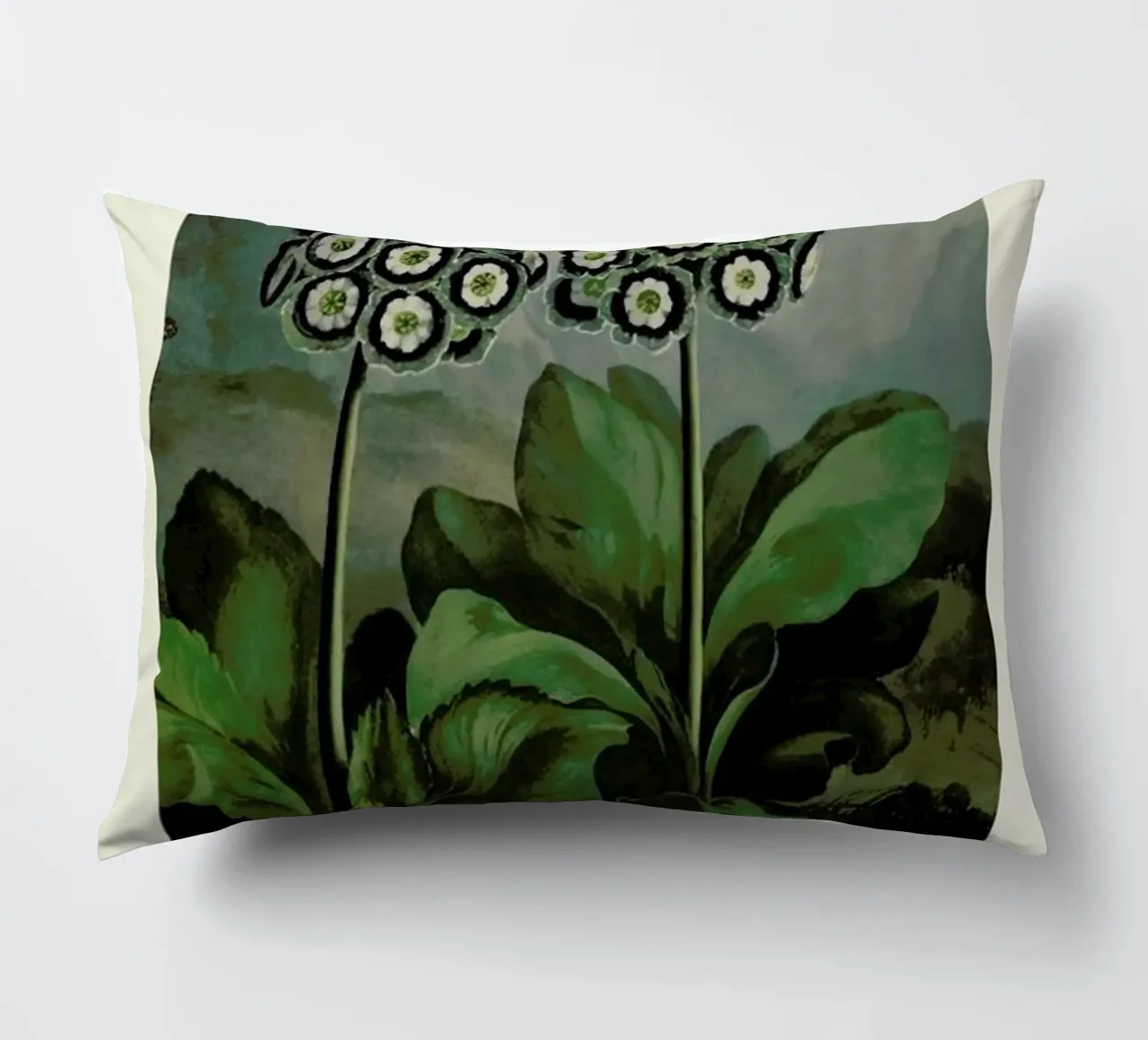 Thornton - A Group of Auriculas cuscino da Vintage by JUNIQE