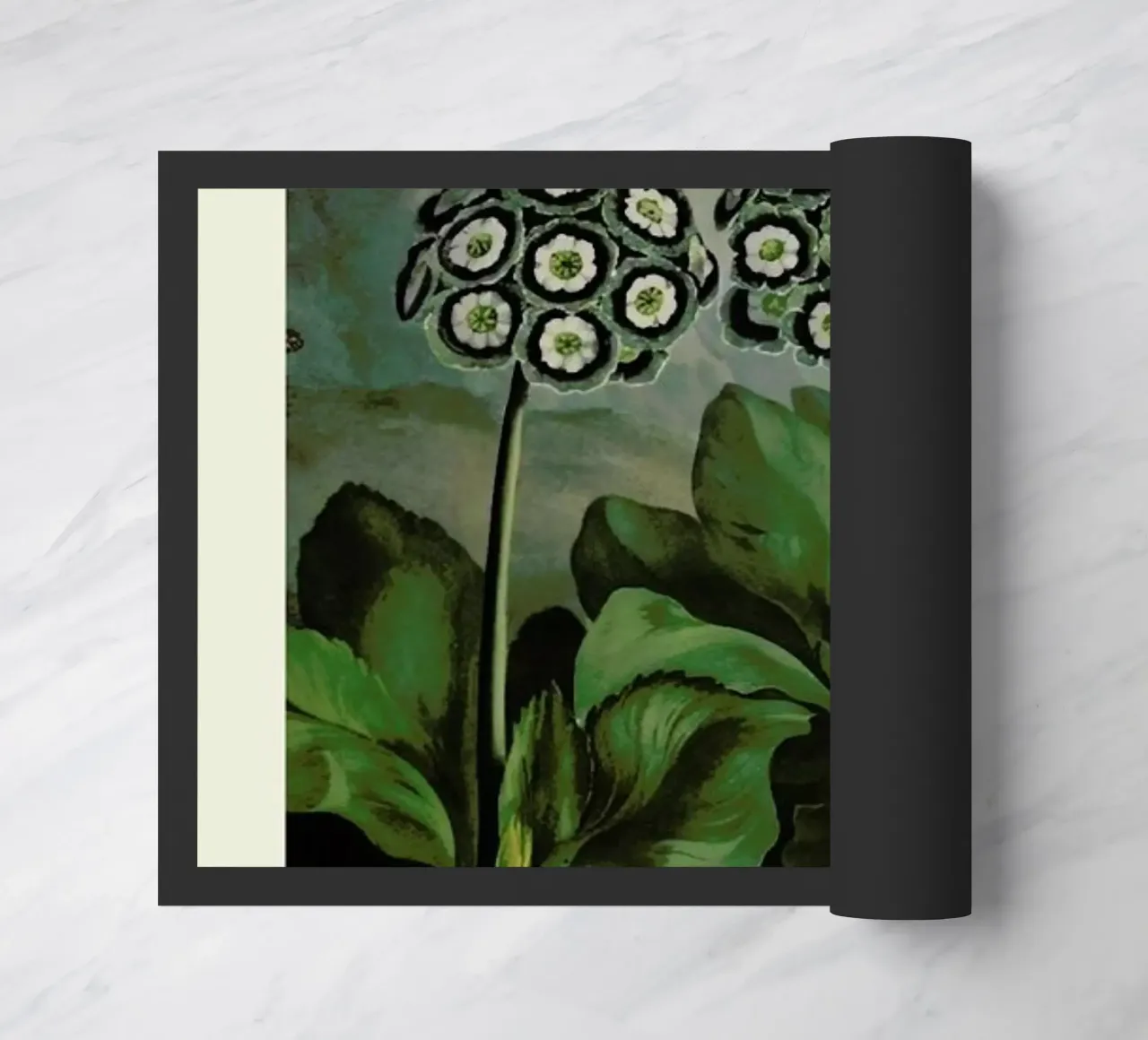 Thornton - A Group of Auriculas zerbino da Vintage by JUNIQE