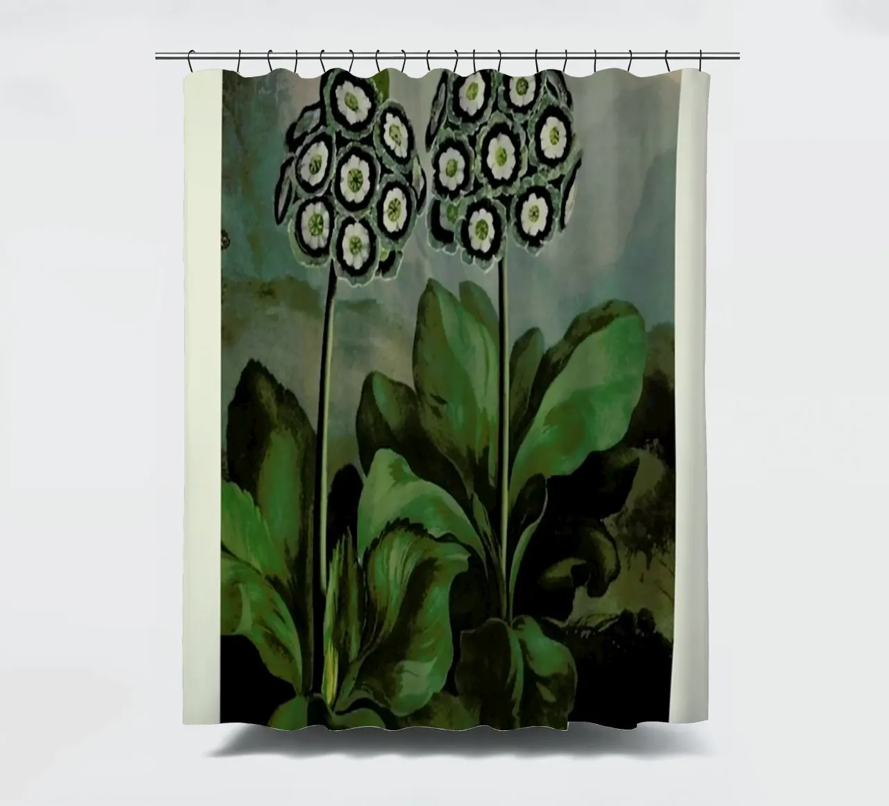 Thornton - A Group of Auriculas tenda da doccia da Vintage by JUNIQE