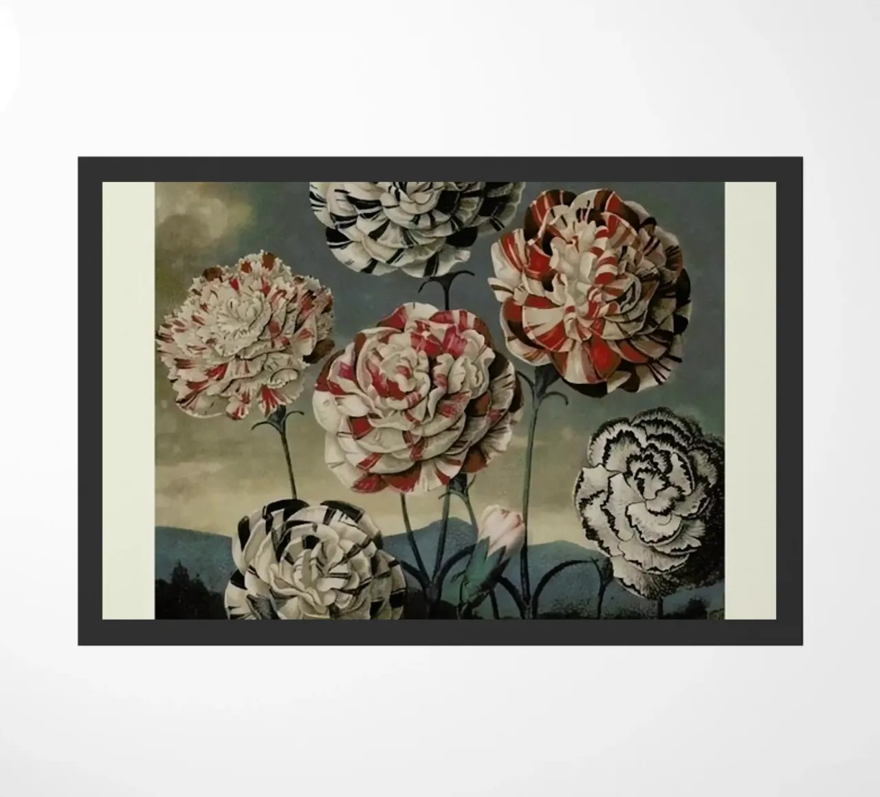 Thornton - A Group of Carnations zerbino da Vintage by JUNIQE