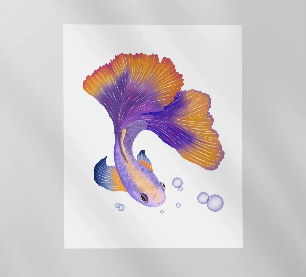 Pesce giapponese di colore viola e arancione. Pesce beta. pellicola backlit da CalliLetters
