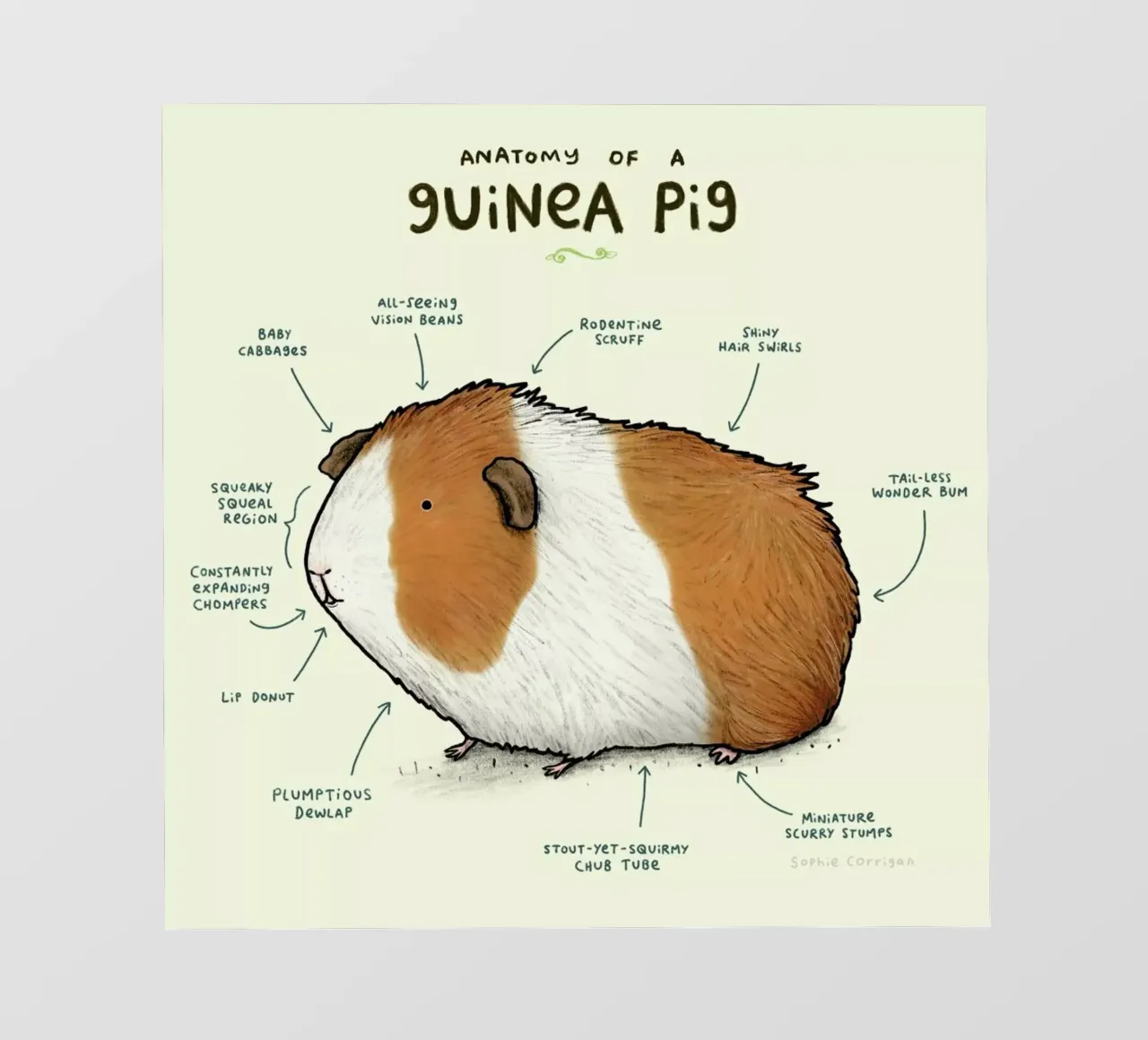 Anatomy Of A Guinea Pig telo in pvc da Sophie Corrigan