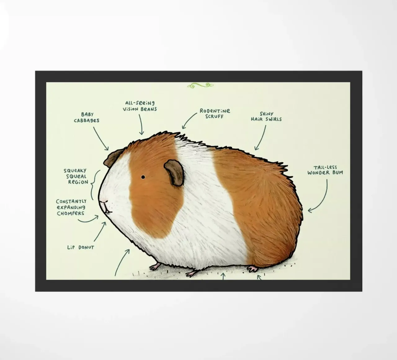 Anatomy Of A Guinea Pig zerbino da Sophie Corrigan