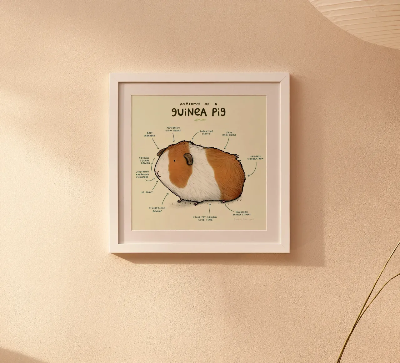 Anatomy Of A Guinea Pig carta hahnemühle da Sophie Corrigan