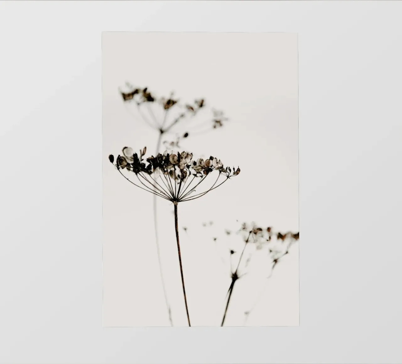 Dried Flowers Anetum 2A telo in pvc da Monika Strigel