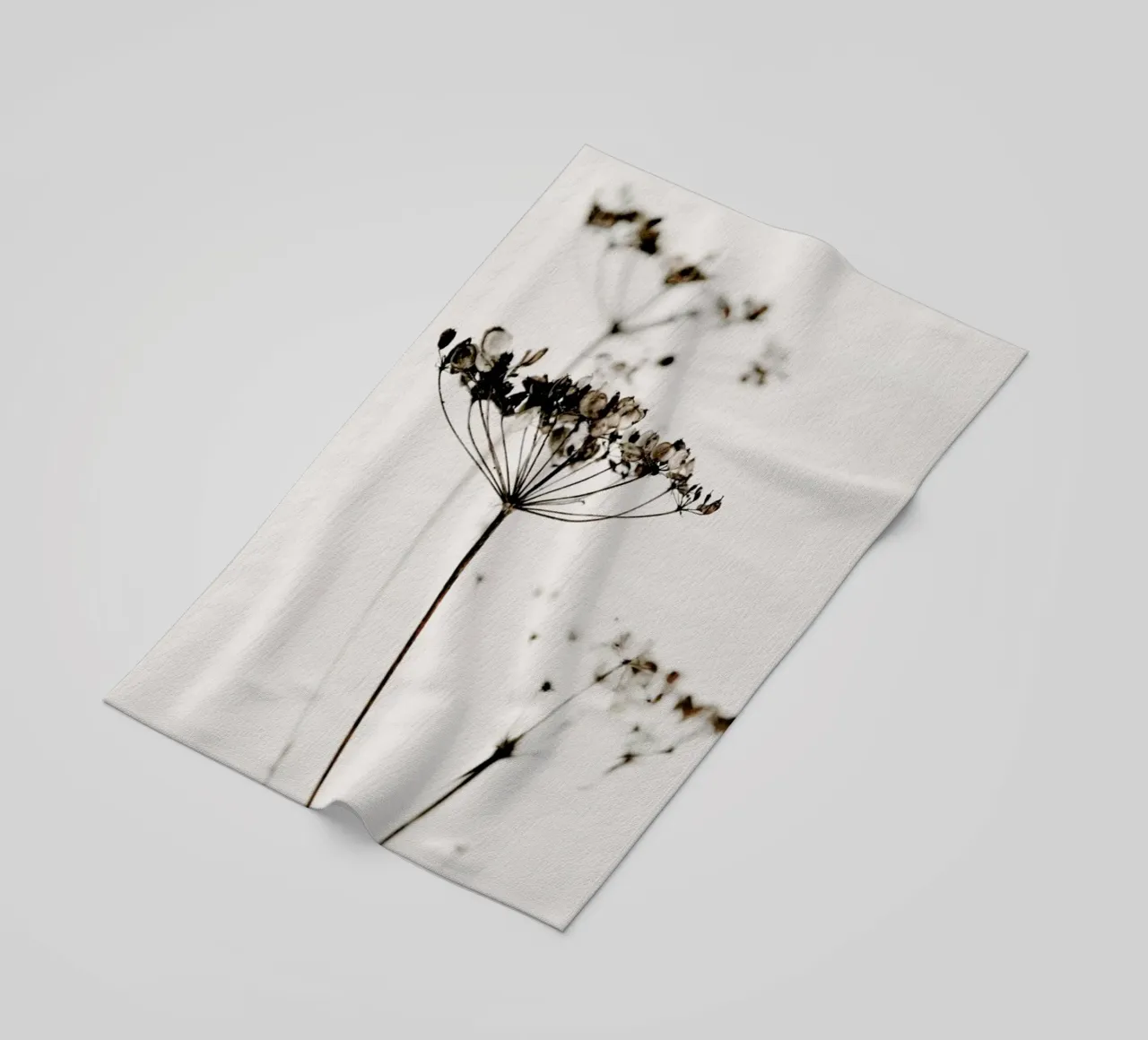 Dried Flowers Anetum 2A telo mare da Monika Strigel