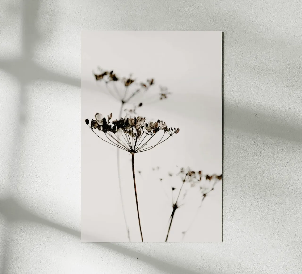 Dried Flowers Anetum 2A alluminio dibond da Monika Strigel