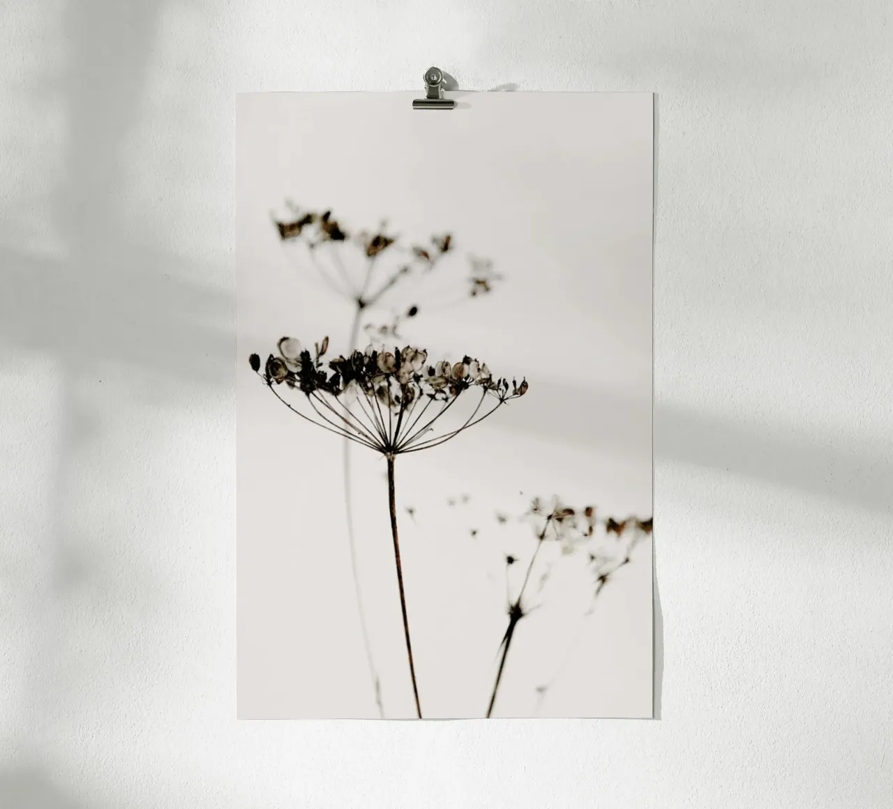 Dried Flowers Anetum 2A carta hahnemühle da Monika Strigel