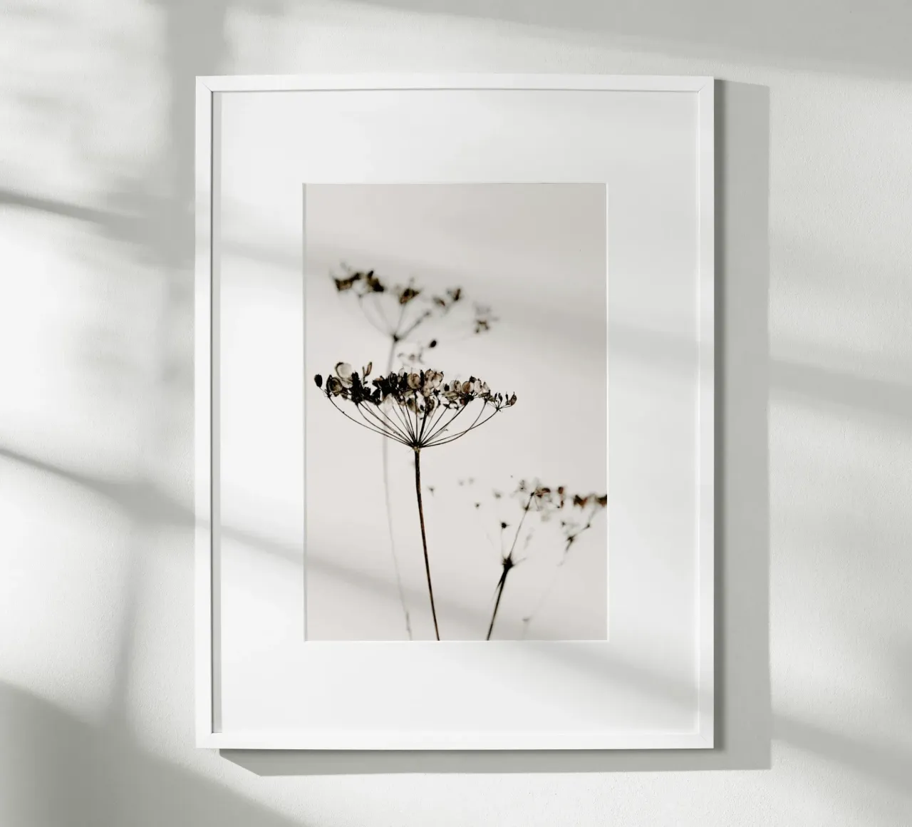 Dried Flowers Anetum 2A carta hahnemühle da Monika Strigel