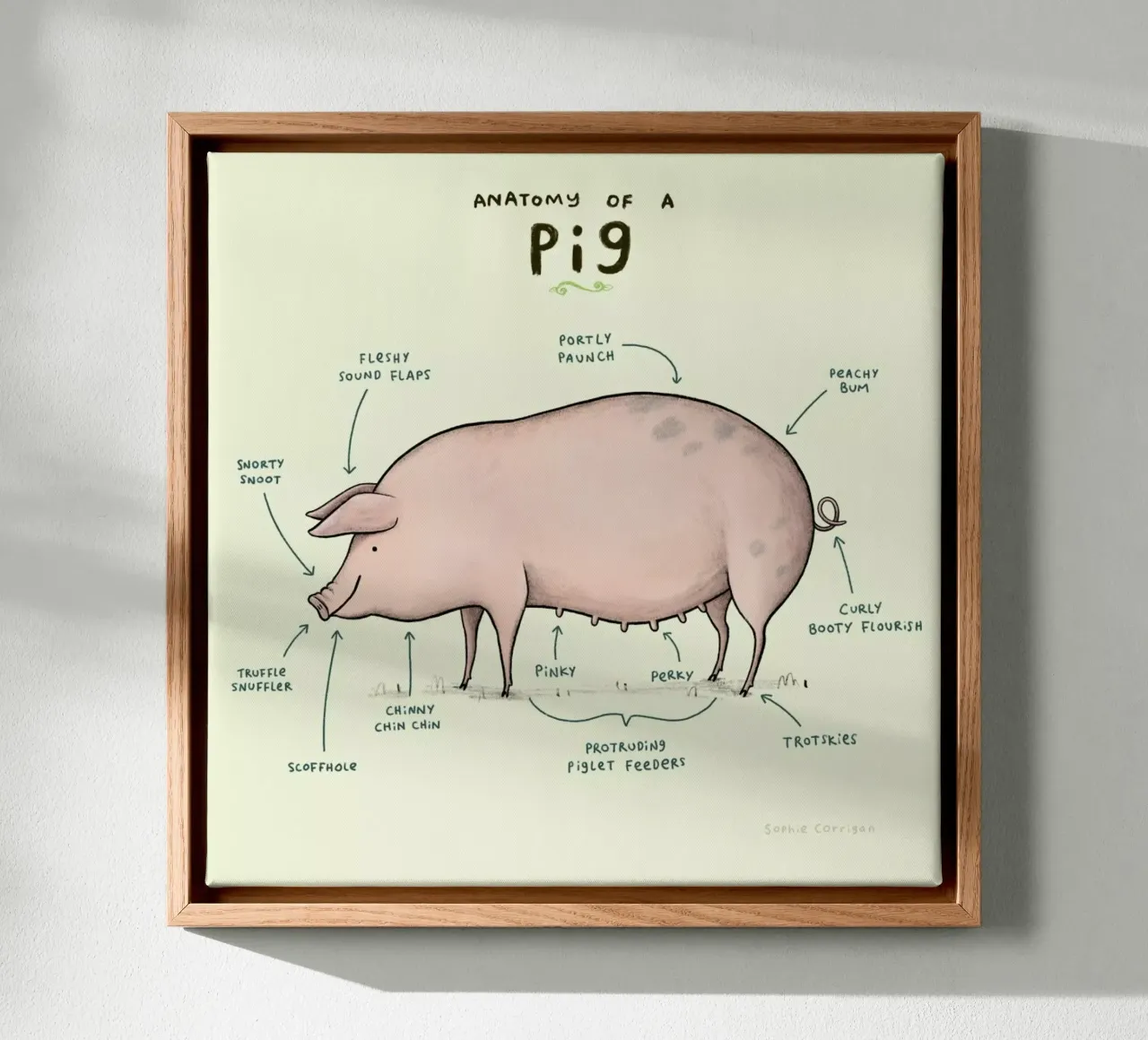 Anatomy Of A Pig tela con Cornice a cassetta da Sophie Corrigan