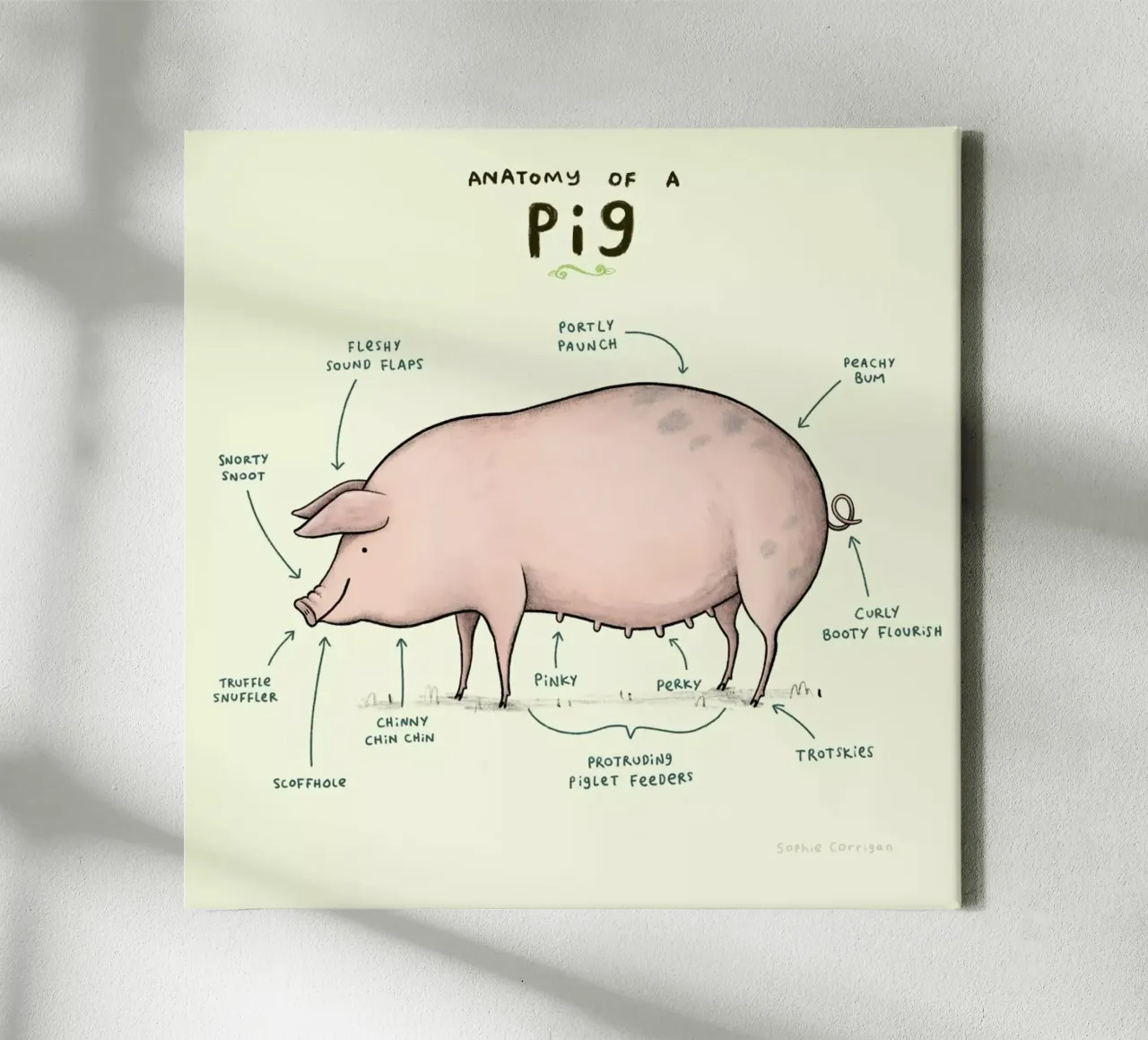 Anatomy Of A Pig tela con Cornice a cassetta da Sophie Corrigan