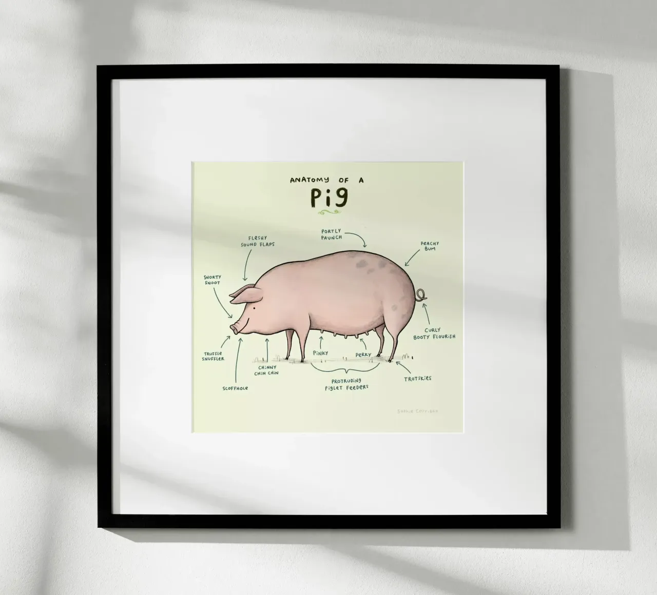 Anatomy Of A Pig carta hahnemühle da Sophie Corrigan