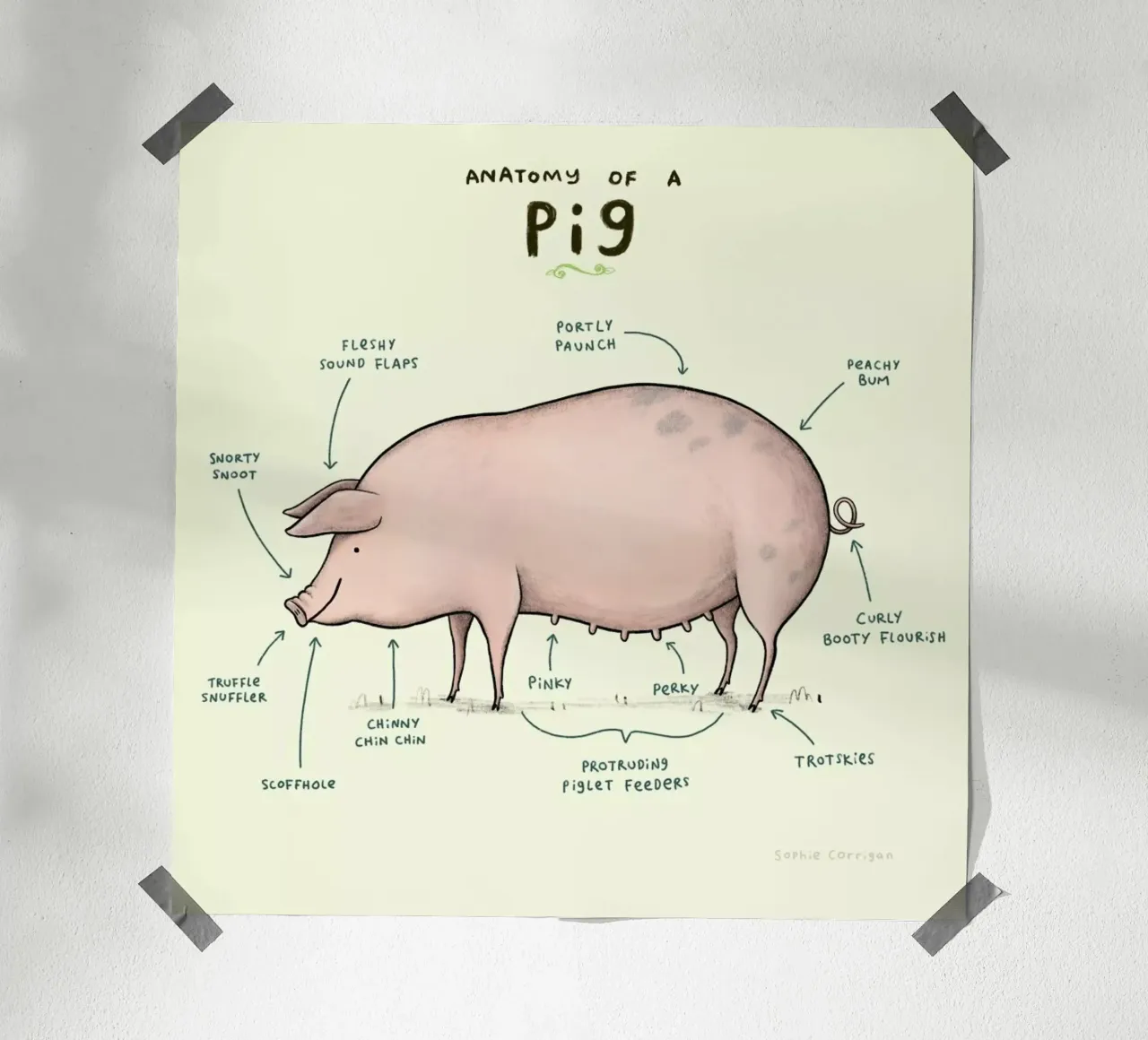 Anatomy Of A Pig carta hahnemühle da Sophie Corrigan