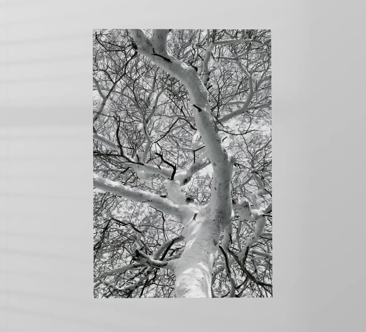 Fever pellicola backlit da Shot By Clint