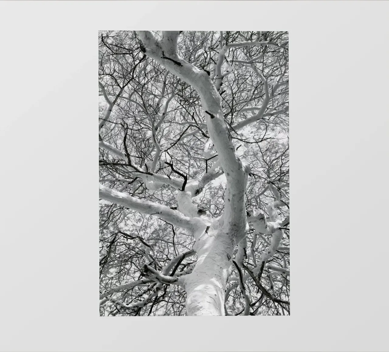 Fever pellicola backlit da Shot By Clint