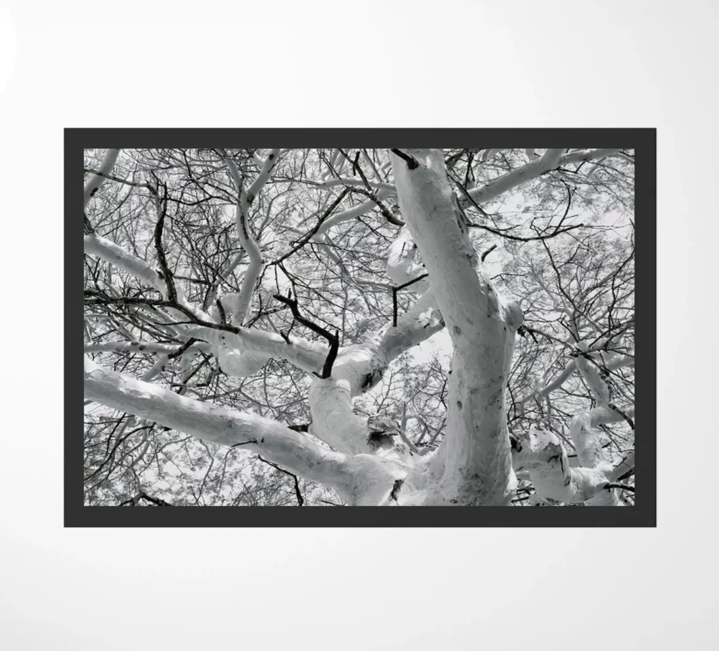 Fever zerbino da Shot By Clint