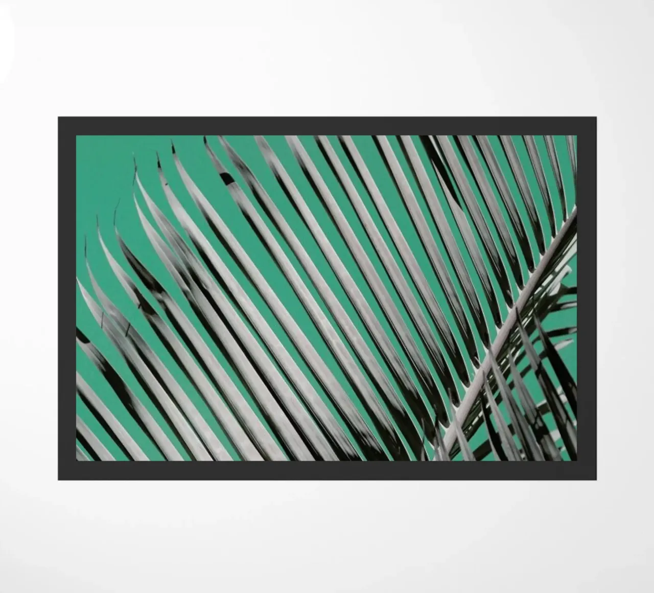 Frondis zerbino da Shot By Clint