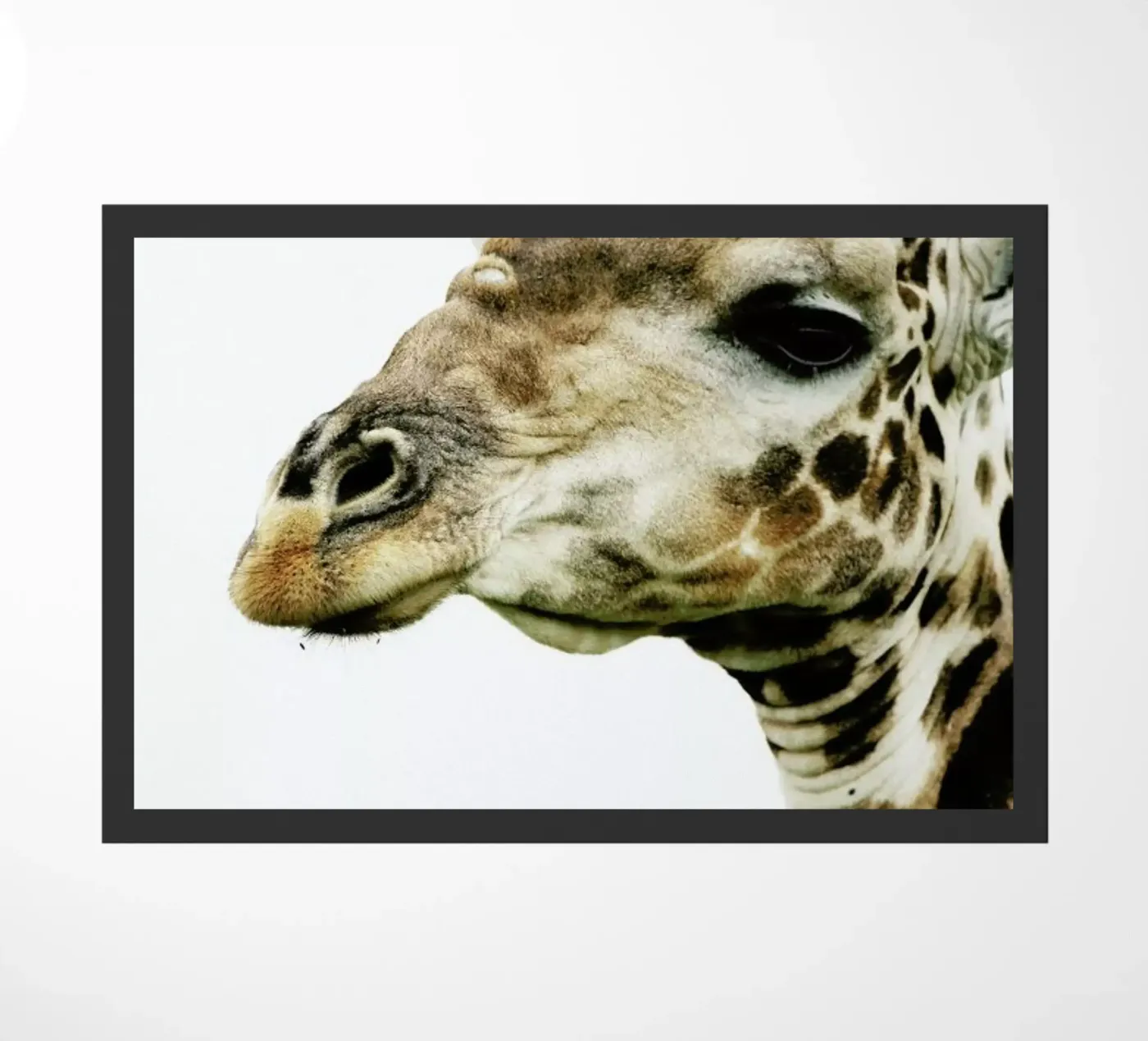 Hello zerbino da Shot By Clint